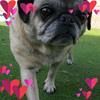 pugcrz